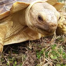 Browse And Search The Tortoise Table Plant Database