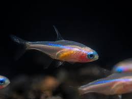 Complete Guide To Keeping Neon Tetra In The Home Aquarium ::  Aquariumdomain.Com