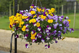 Difference Between Pansies And Petunias: A Guide To Telling Them Apart ...