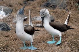 Is The Blue-Footed Booby Extinct? - American Oceans