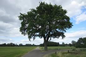 A Version Of A Dark Oak Tree Using Only One Sapling Should Be Added. :  R/Minecraftsuggestions