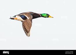 Mallard Duck Flying Images – Browse 97,851 Stock Photos, Vectors, And Video  | Adobe Stock