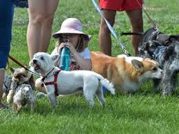 Dogs Take Over Hawrelak Park At Annual Edmonton Pet Event - Edmonton |  Globalnews.Ca