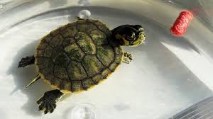 Everything You Need To Know About A Sleeping Turtle - All Turtles