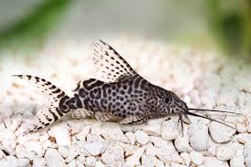 Featherfin Catfish-Synodontis Eupterus