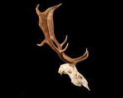 How To Bleach A Deer Skull (Cheap & Easy) - Youtube