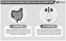 Difference Between Egestion And Excretion Are Explained In Detail