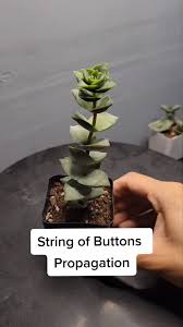 How To Properly Propagate Crassula Perforata / String Of Buttons Using Stem  Cuttings - Youtube