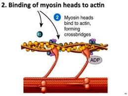 During Cross-Bridge Formation, The Cocked Head Of Myosin Attaches To What On  The Thin Filament? | Socratic