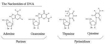 Solved Which Of The Following Is Not A Pyrimidine Base? | Chegg.Com